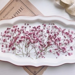 【押し花素材】かすみ草　ルージュピンク　着色　　pressed flowers