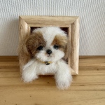 羊毛フェルト　シーズー　フレーム