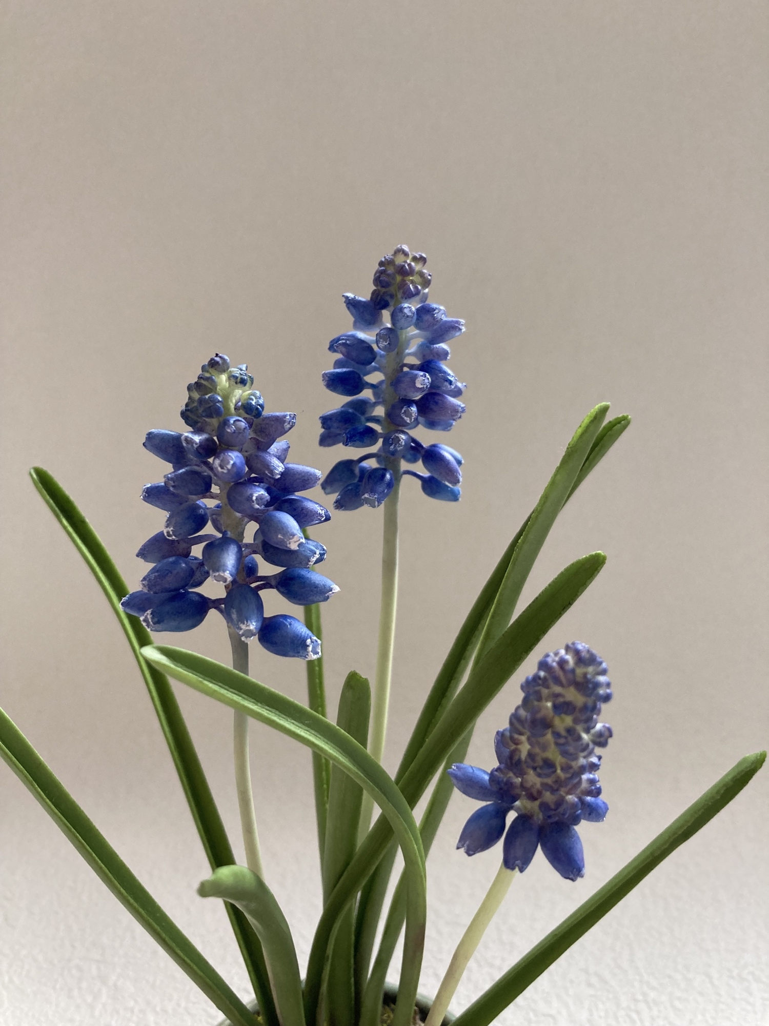クレイフラワー ムスカリ - FLORACLAY'S GALLERY | minne byGMO