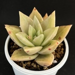 アガボイデス　多肉植物