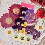 ガーベラ押し花詰め合わせNo.75