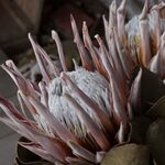 キングプロテア「グランデ」のDryFlower（50cm級）