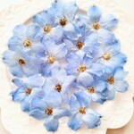 デルフィニウム　ドライフラワー　花材