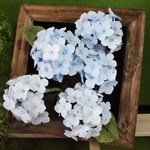 紫陽花ウッドBOXの壁飾り（クレイフラワー）