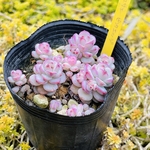 多肉植物　ペレスデラロサエ　ピンクエッジ