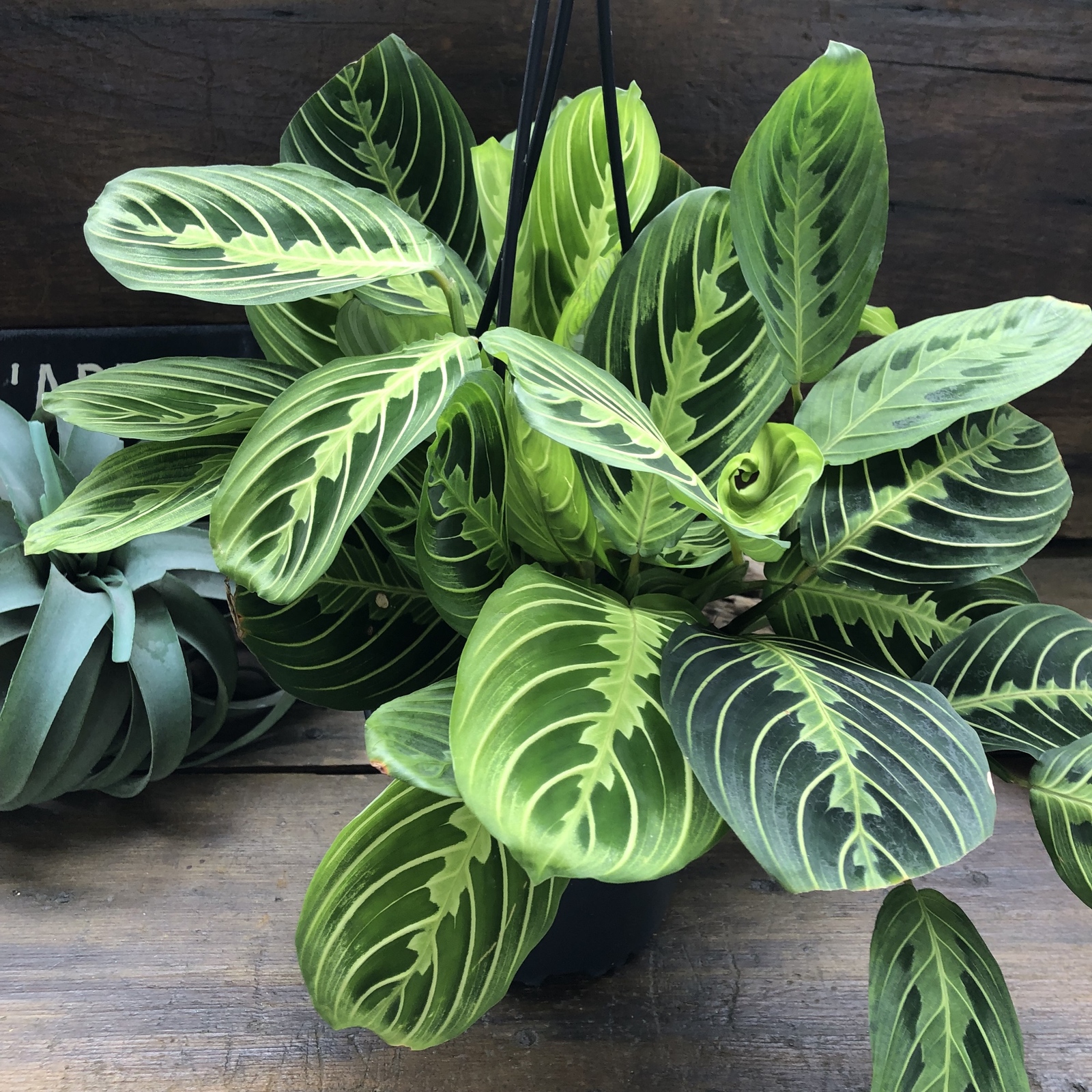 マランタ レモンライム♡ 5号の吊り鉢仕立て 荒木植物園 観葉植物