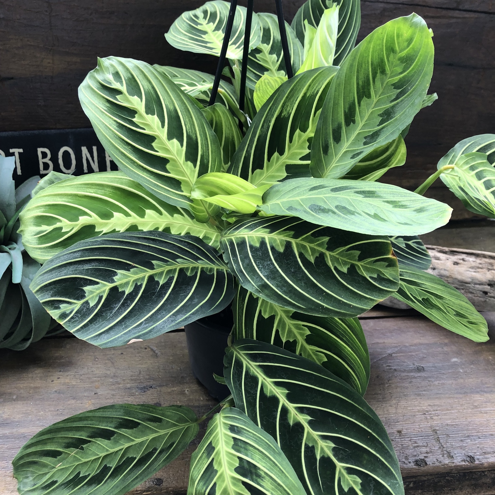 マランタ レモンライム♡ 5号の吊り鉢仕立て 荒木植物園 観葉植物