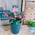 お得！現品のみ♡【クリスマスローズ 氷の薔薇５寸サイズ】おしゃれ赤系♡蕾もたっぷり♡毎年楽しめます♪レッド