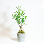 【手のひらサイズの観葉植物】ガジュマル×スナ苔の鉢植え／湯飲み型のシンプルなモルタル鉢／送料全国一律850円