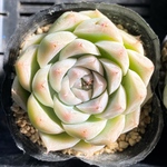 【SALE】クィーンローズ　韓国苗　多肉植物