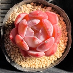 オレンジモンロー　韓国苗　多肉植物