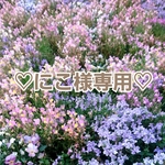 +♡にこ様専用♡+