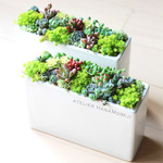 smallスクエア陶器多肉植物＋セダム寄せ植えD