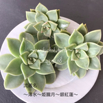 SALE   多肉植物　薄氷　小.中苗　3苗　1セット