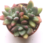 コーネリアス☆パキベリア☆多肉植物