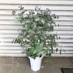 丸葉ユーカリ  Eucalyptus goniocalyx  ユーカリ・ゴニオカリックス