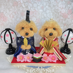 ♡トイプードル　ひな祭り♡ 羊毛フェルト♡
