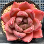 アンコール　韓国苗　多肉植物
