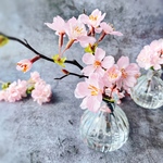 春待ち桜の一輪挿し　お手入れ不要　枯れない桜　マジカルウォーター　spring