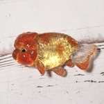 金魚　らんちゅうブローチ