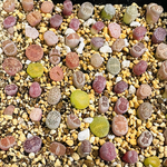 【多肉植物】リトープスMIX