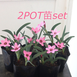2POT花苗🌷アヤメ科✿ヘスペランサ フミリス︎✿毎年咲いてくれます