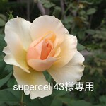 ※送料無料※ ハーバリウムボールペン