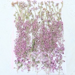 押し花素材エリカ3種類