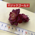 多肉植物 韓国苗 マジックゴールド