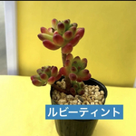 多肉植物 韓国苗 ルビーティント