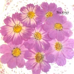 ♡new♡作家様必見♡ 可愛いコスモスお花がいっぱい♡ 押し花セット