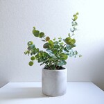 ●数量限定●新作● 最も美しい銀葉　”ユーカリ　シルバーダラー　鉢/受け皿セット”　観葉植物　シルバーリーフ　ハーブ