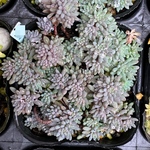 ヒスパニクムプルプレア　多肉植物