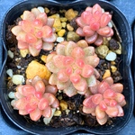 ホワイトストーンクロプ　多肉植物