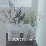 2POT花苗︎✿毎年咲いてくれる︎✿ハーデンベルギア✿ワックスフラワー︎✿3.5号︎︎✿