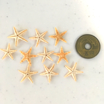 スターフィッシュヒトデ【モミジ】1.5㎝