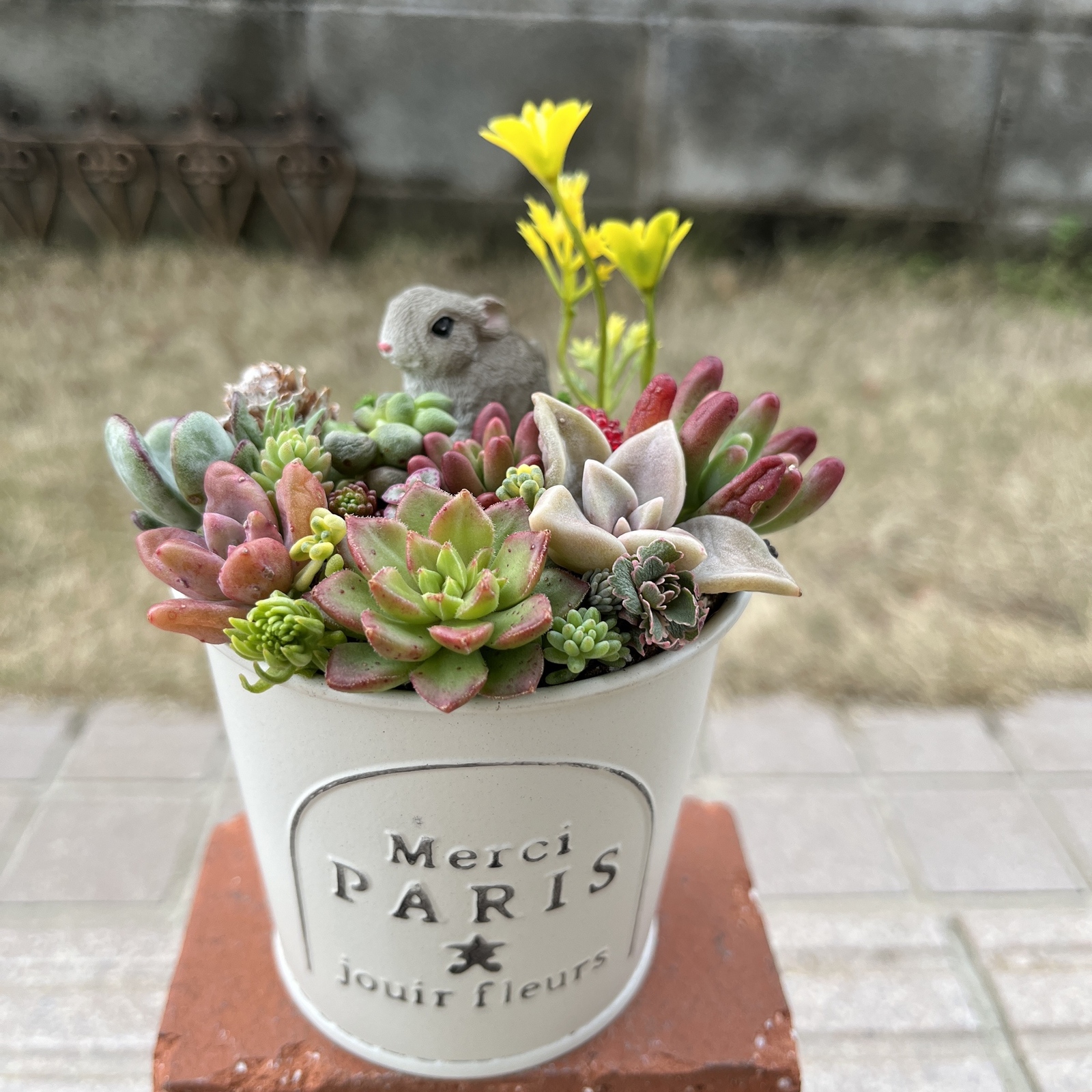 そのまま飾れる〜多肉植物寄せ植え(ハンドメイド)