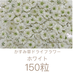 ホワイト かすみ草ドライフラワー 150粒