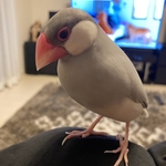 【chobimaki120様ご依頼品・うちの子オーダー ライフサイズ シルバー文鳥 】羊毛フィギュア 羊毛ぬいぐるみ 受注作成