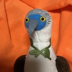 アオアシカツオドリ