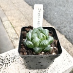 ハオルチア 水晶  オブツーサ 2.5号