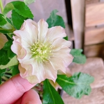 お得！現品のみ♡八重咲き【クリスマスローズ ５寸サイズ】ピンク系♡蕾もたっぷり♡毎年楽しめます♪ダブルミックス