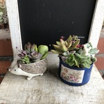 多肉植物寄せ植えおトク2個セット　B