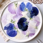 【押し花素材】スイートピー　pressed flowers
