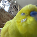 みゆひな様専用