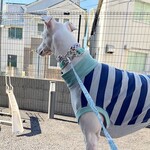 ウィペットサイズ  渋ミント×紺グレーボーダー ハイネック　ウィペット　服                     