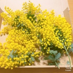生ミモザ♡  フレッシュ　リース花材　キャンドル花材　スワッグ　　ハーバリウム花材　レジン花材　ドライフラワー花材