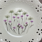 レースフラワー＆花火草(押し花)