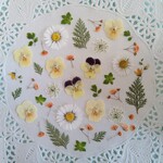 押し花素材67　ミニビオラと小花のセット　花材　クリーム色ミックス　オレンジ色　白