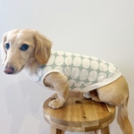 あったかトレーナ生地  ダックス服　2サイズ　タンクトップ　北欧ドット　ミントグリーン　ペットウエア　愛犬服　ペット服　わんこ服　ロングサイズ　犬服　犬の服